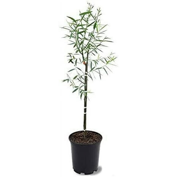 4-5 Foot Tall Hybrid Willow Trees - Ready to Plant - Live Plant - Popular Privacy Row Tree (4 Trees)
