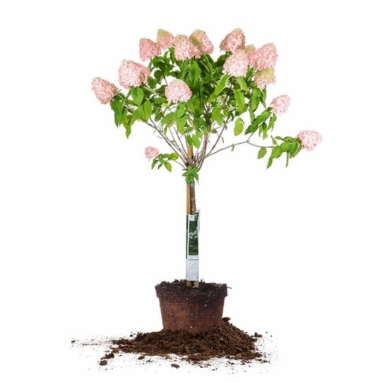 4-5 Ft Pinky Winky Hydrangea Tree - Showy Pink Flowers - Native Plant