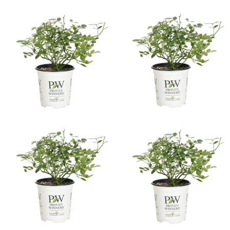 Proven Winners ColorChoice 5" Red Oso Easy Urban Legend Rose Live Plant in 4.5" Pot (4 Count)