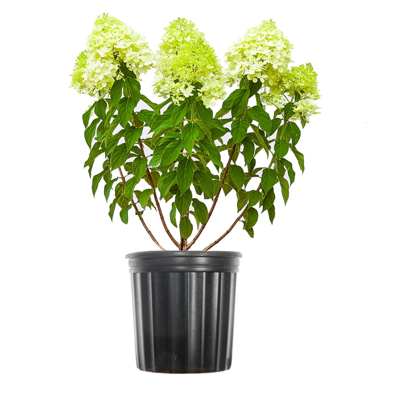 45 Limelight Hydrangea Tree Unique Flowering Topiary Repeat