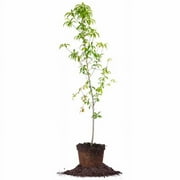 4-5 ft Belle Of Georgia Peach Tree - Sweet Fruit - Freestone Variety