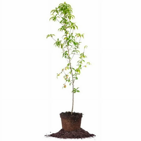 4-5 ft Belle Of Georgia Peach Tree - Sweet Fruit - Freestone Variety
