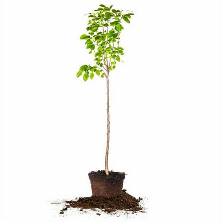 4-5 ft Flordahome Pear Tree - Low Chill Hours - Sweet Fruit