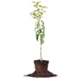 thumbnail image 1 of Fuyu Jiro Persimmon Tree 3 Gallon- Sweet Fruit - Beautiful Fall Foliage, 1 of 4