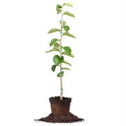 4-5 ft Hana Fuyu Persimmon Tree - Sweet Fruit - Excellent Fall Color