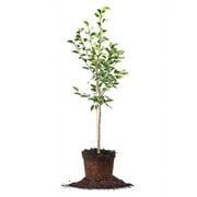 4-5 ft Pineapple Pear Tree - Sweet Fruit - Fire Blight Resistant