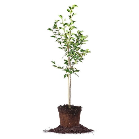 4-5 ft Pineapple Pear Tree - Sweet Fruit - Fire Blight Resistant