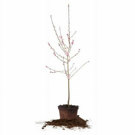 4-5 ft Scarlet Prince Peach Tree - Delicious Fruit - Low Maintenance