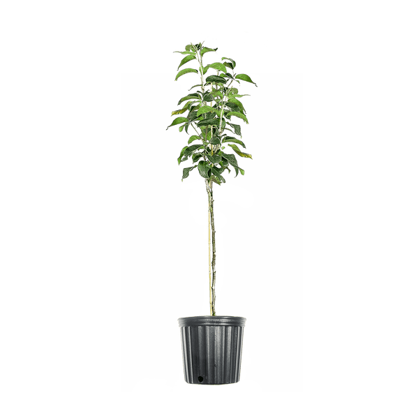 4-5 ft. Shinseiki Asian Pear Tree - Delicious Fruit - Heat Tolerant