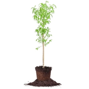 4-5 ft Tropic Snow Peach Tree - Delicious Fruit- Low Chill Hours