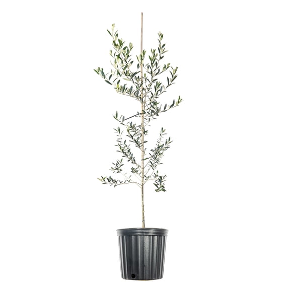 4-5ft Arbequina Olive - Edible Olives - Self Pollinating