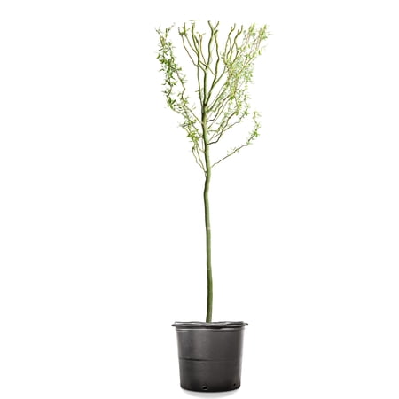 4-5ft Curly Corkscrew Willow - Privacy & Shade Tree - Gorgeous Spring Flowers