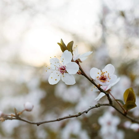 4-5ft Santa Rosa Plum - Heavy Producer of Large Plums