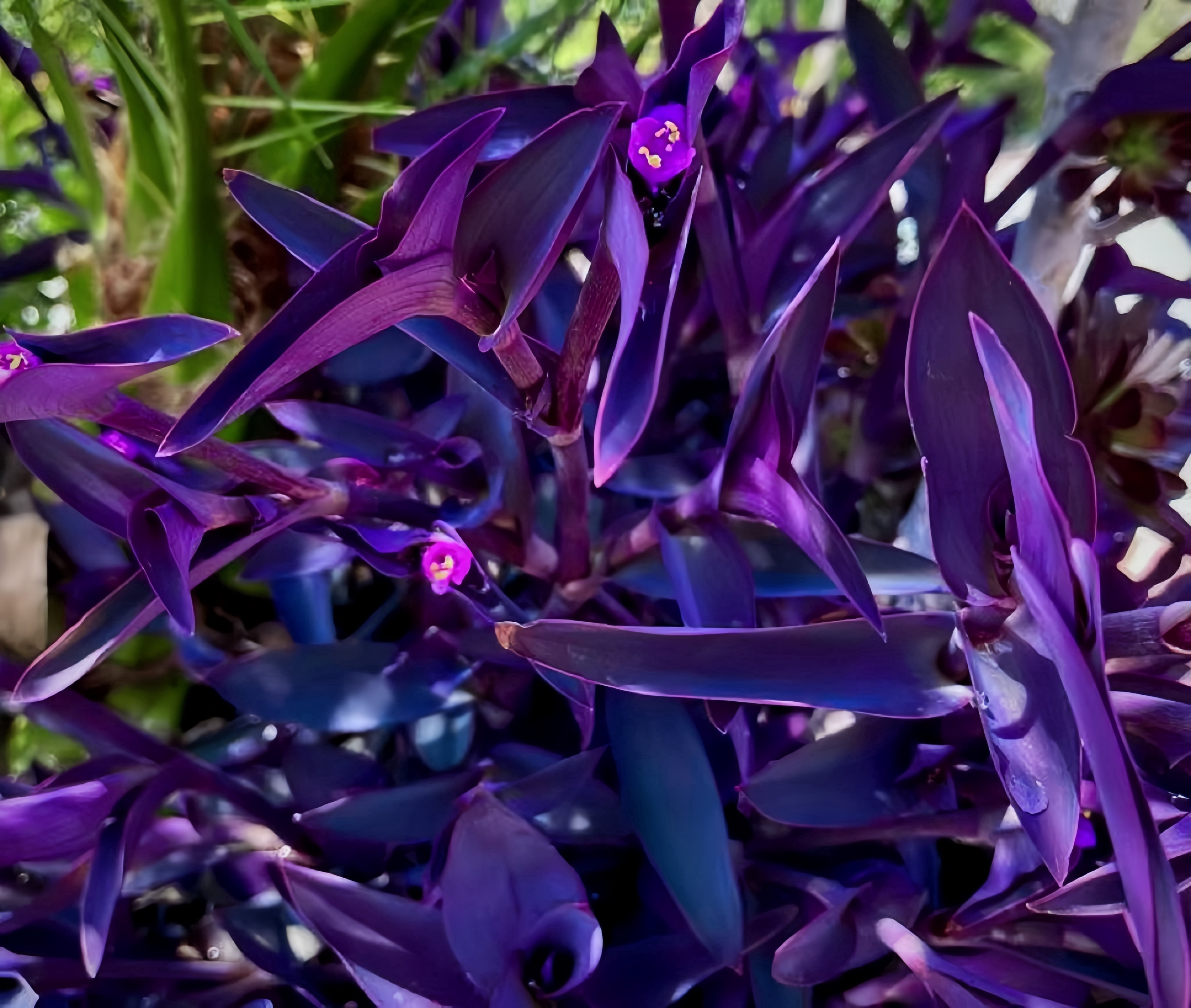 4"-8" Purple Wandering Tradescantia Pallida Purpurea Live Plants, 15 Count