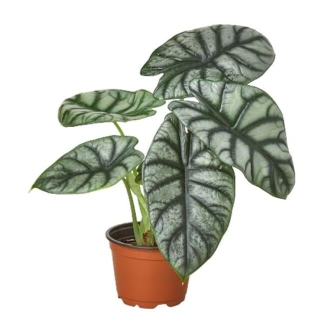 Walmart exclusive discounts  4-ALOCASIA-SILVER.DRAGON 4 in. Alocasia Silver Dragon Pot
