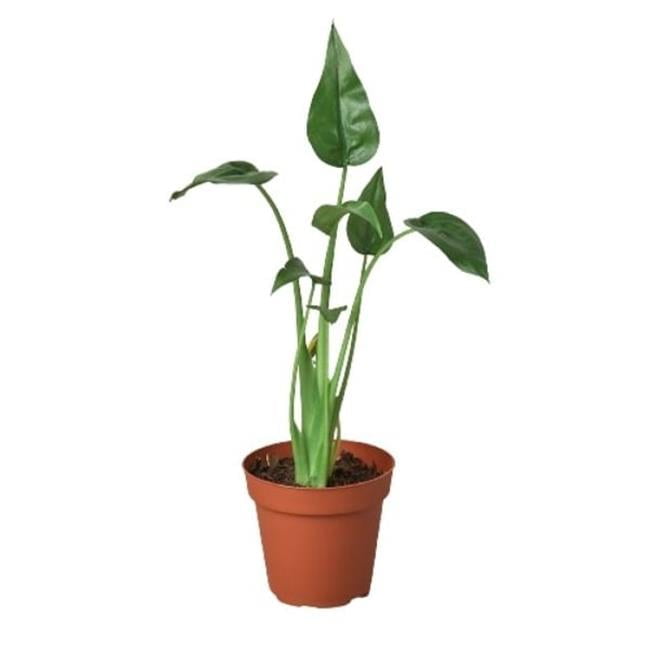 4-ALOCASIA-TINY.DANCER 4 in. Alocasia Tiny Dancer Pot