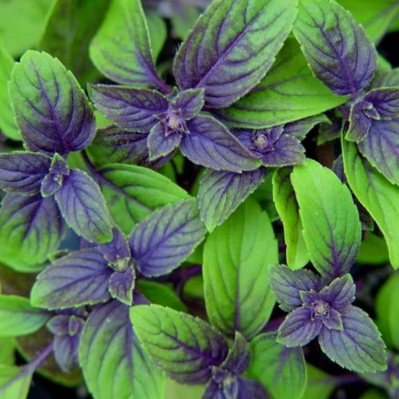 4 African Blue Basil Plants Live, Live Basil Plant, 3 to 7 Inches Tall, Basil Live Plant, Basil Herb Plant, Basil Plant for Indoor