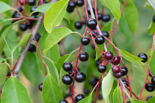 4 American Hackberry Trees Live, Bare Root 1–2 Ft Tall, Celtis ...