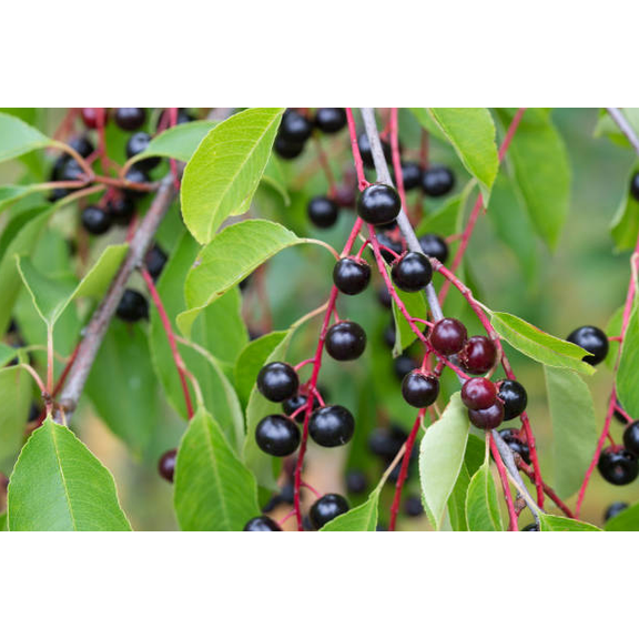 4 American Hackberry Trees Live, Bare Root 12 Ft Tall, Celtis Occidentalis Shade Trees for Backyard and Landscape Planting