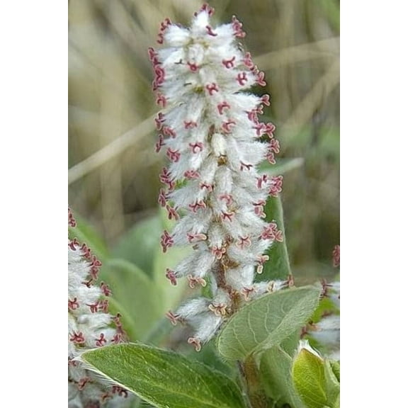 4 Arctic Willow Tree Cuttings to Plant - Grow Stunning Nana Willow Trees (4 Cuttings)