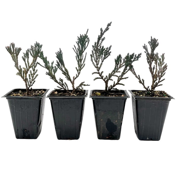 4 Bar Harbor Juniper – Low-Growing Evergreen Conifer Groundcover Shrub with Purple Winter Color for Hedges & Borders (Juniperus horizontalis ‘Bar Harbor’) in 3.5″ Cubes, Live Plants