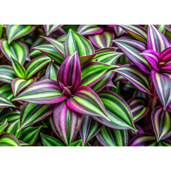 4 "Big Love Tradescantia Spiderwort Cuttings to Grow - Easy to Grow Wandering Jew, Wandering Dude