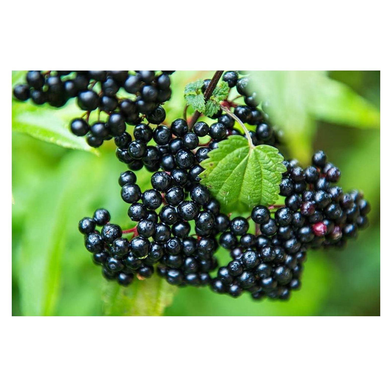 4 Black Bearing Elderberry Cuttings to Grow Grow 4 Elderberry Tree