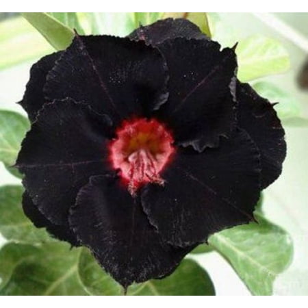 Toadstool Seeds 4 Black Red Desert Rose Seeds, Rare Adenium Obesum, Exotic Perennial Bonsai Bloom