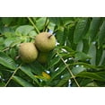 thumbnail image 1 of 4 Black Walnut Tree Seeds for Planting - Juglans nigra, 1 of 2
