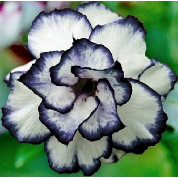 4 Black White Desert Rose Seeds Adenium Obesum Flower Perennial Exotic Seed 220