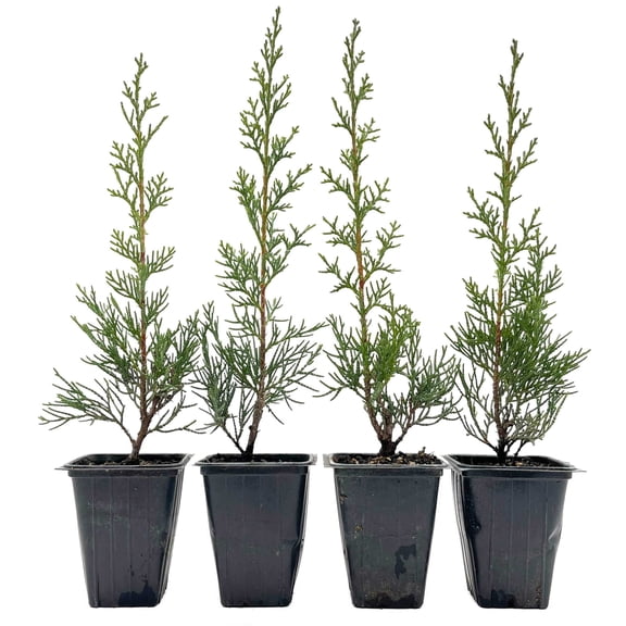 4 Blue Italian Cypress Tree – Fast-Growing Privacy Tree with Silvery-Blue Foliage, Narrow Columnar Evergreen for Screens & Hedges (Cupressus sempervirens ‘Glauca’) in 3.5″ Cubes, Live Plants