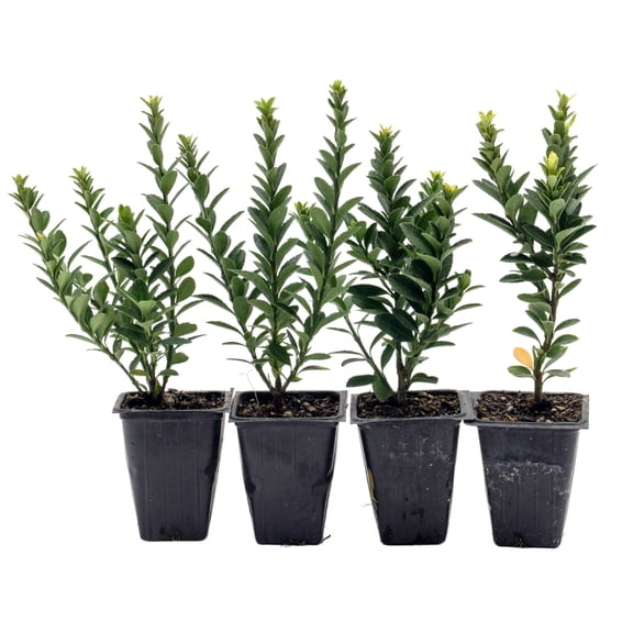 4 Boxleaf Euonymus in 3.5" Nursery Cubes | Euonymus japonicus ‘Microphyllus’ | Dwarf Evergreen Shrub for Hedges, Borders & Topiary | Ready-to-Plant Live Starter Plants