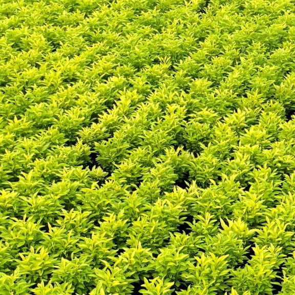 4 Bright Green Alternanthera Live Plants, 36 Inch Tall, Ornamental Foliage Plants for Garden Beds and Containers, No Pot