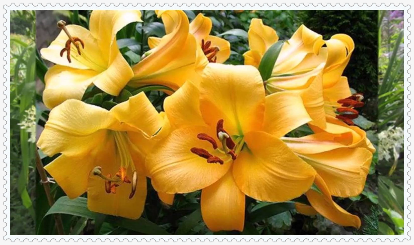 4 BulbsLily Bulbs, Seasonal Flowers, Aromatic Plants, Fresh Air，Lily