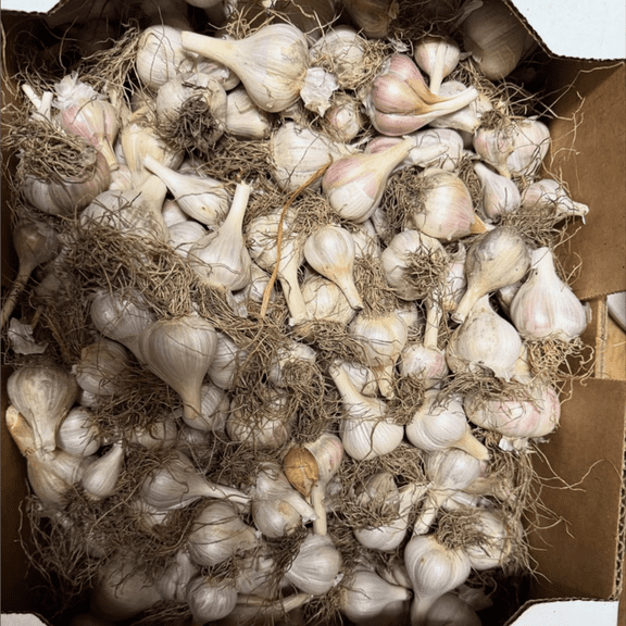 4 Bulbs Mix Garlic Set, Mixed Garlic Bulb, Ideal for Seasonal Garden Planting