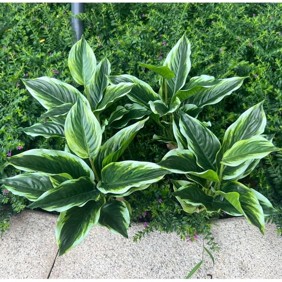 4 Bushes Perennial Hosta Artificial Variegated Green Leave Plant 15.7" Faux Dieffenbachia Tropical Plant Outdoor Shrubs Indoor Yard Decor