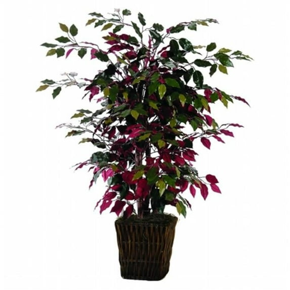 4' Capensia Bush in Square Willow