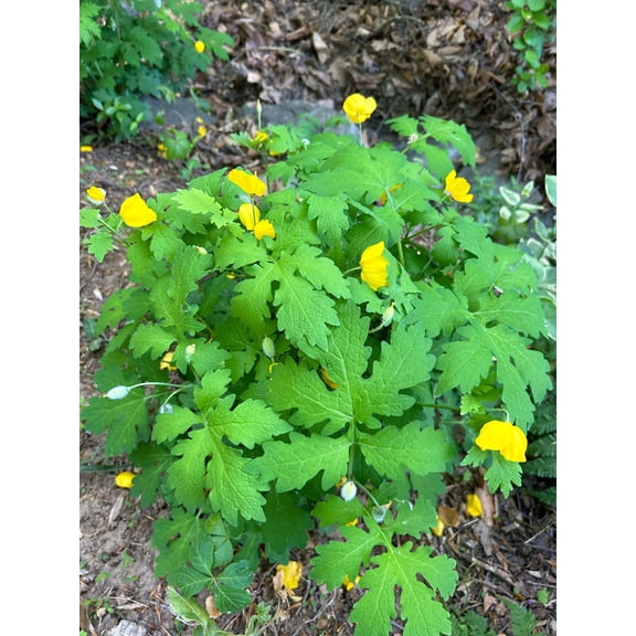 Steep Hill Garden Celandine Poppy - Native Woodland Perennial, Yellow Spring Blooms, Zones 4-8 Bare-Root, Perennial, Flowers, Live Plants (4 Count)