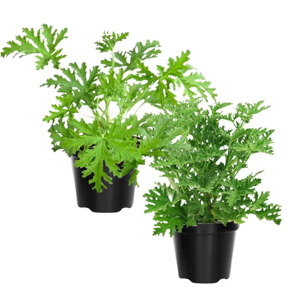 4 Citronella Plants Live, Citronella Live Plants, 5 to 7 Inc Tall, Live Citronella Plant Indoor Outdoor, Citronella Indoor Plant, Citronella Starter Plant