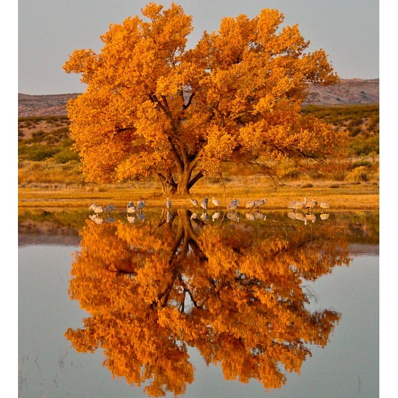 4 Cottonwood Tree Cuttings - Grow 4 Trees - Made in USA