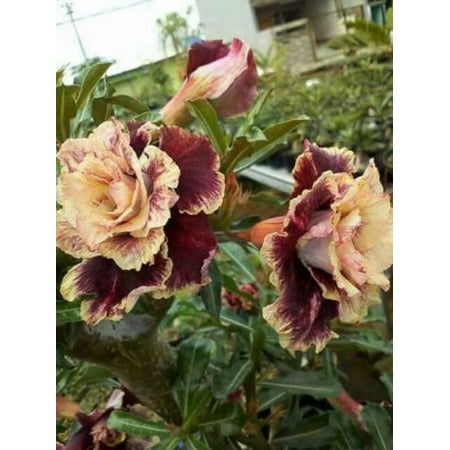 4 Cream Maroon Desert Rose Seeds Adenium Flowers Flower Perennial 21 US SELLER