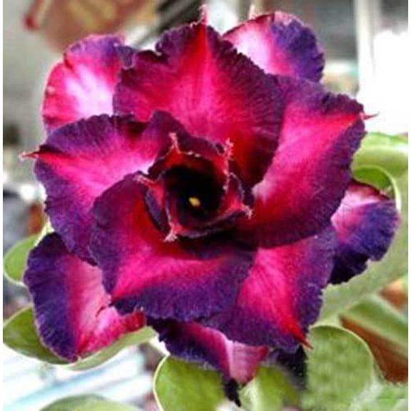 Toadstool Seeds 4 Dark Purple Pink Desert Rose Seeds, Exotic Adenium Obesum Perennial Flower Bloom