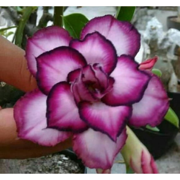 Toadstool Seeds 4 White Purple Desert Rose Seeds, Exotic Adenium Obesum Perennial Flower Bloom