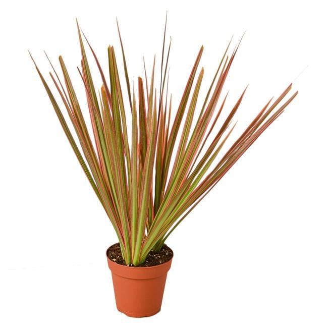 4-Inch Red and Green Dracaena Colorama Plant in Pot