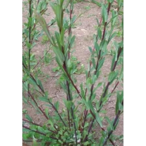 4 Dark Dicks Willow Cuttings to Plant - Grow Stunning Basket Willow - Salix Purpurea (4 Cuttings)