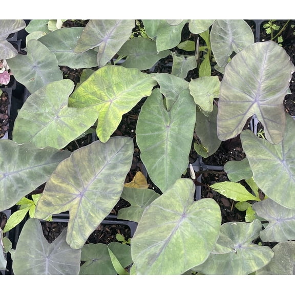 4 Dark Leaf Elephant Ears - in 4 inch Containers