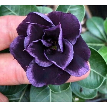 Toadstool Seeds 4 Dark Purple Desert Rose Seeds, Adenium Obesum Exotic Perennial Flower Seeds