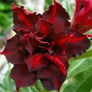 4 Dark Red Desert Rose Seeds Adenium Flowers Flower Perennial 62