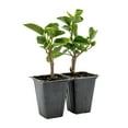 thumbnail image 1 of 4 Diamond Hibiscus Live Plants in 2.5-inch Nursery Cubes | Hibiscus rosa-sinensis 'Diamond Head' | Tropical Drought-Tolerant Evergreen, Pink Double Blooms, 1 of 8