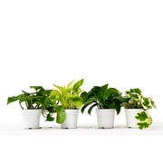 House Plant Shop Pothos Live Plants in 4" Pots (4 Count)